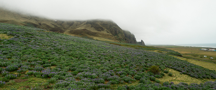 Alaskan Lupine on the hillside in Vik, Iceland