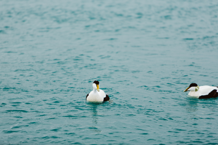 Ducks swimming in the Jokulsarlon Glacier Lagoon, Iceland