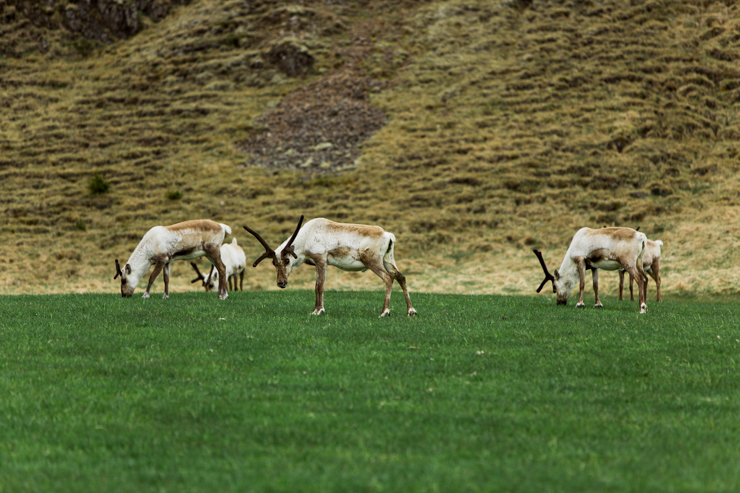 Wild reindeer, Iceland