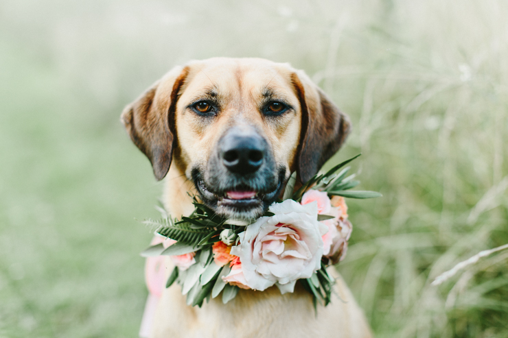 Dog with flower crown collar