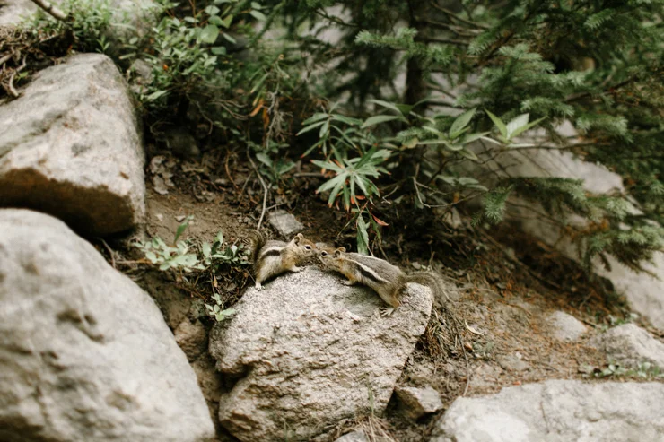Chipmunks in Estes Park kissing