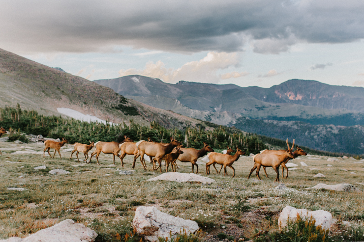 Elk traveling down the mountains in Rocky Mountain National Park, Colorado