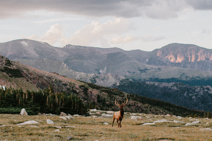 Elk Buck traveling down the mountains at sunset in Rocky Mountain National Park, Colorado