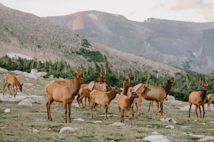 Elk traveling down the mountains in Rocky Mountain National Park, Colorado