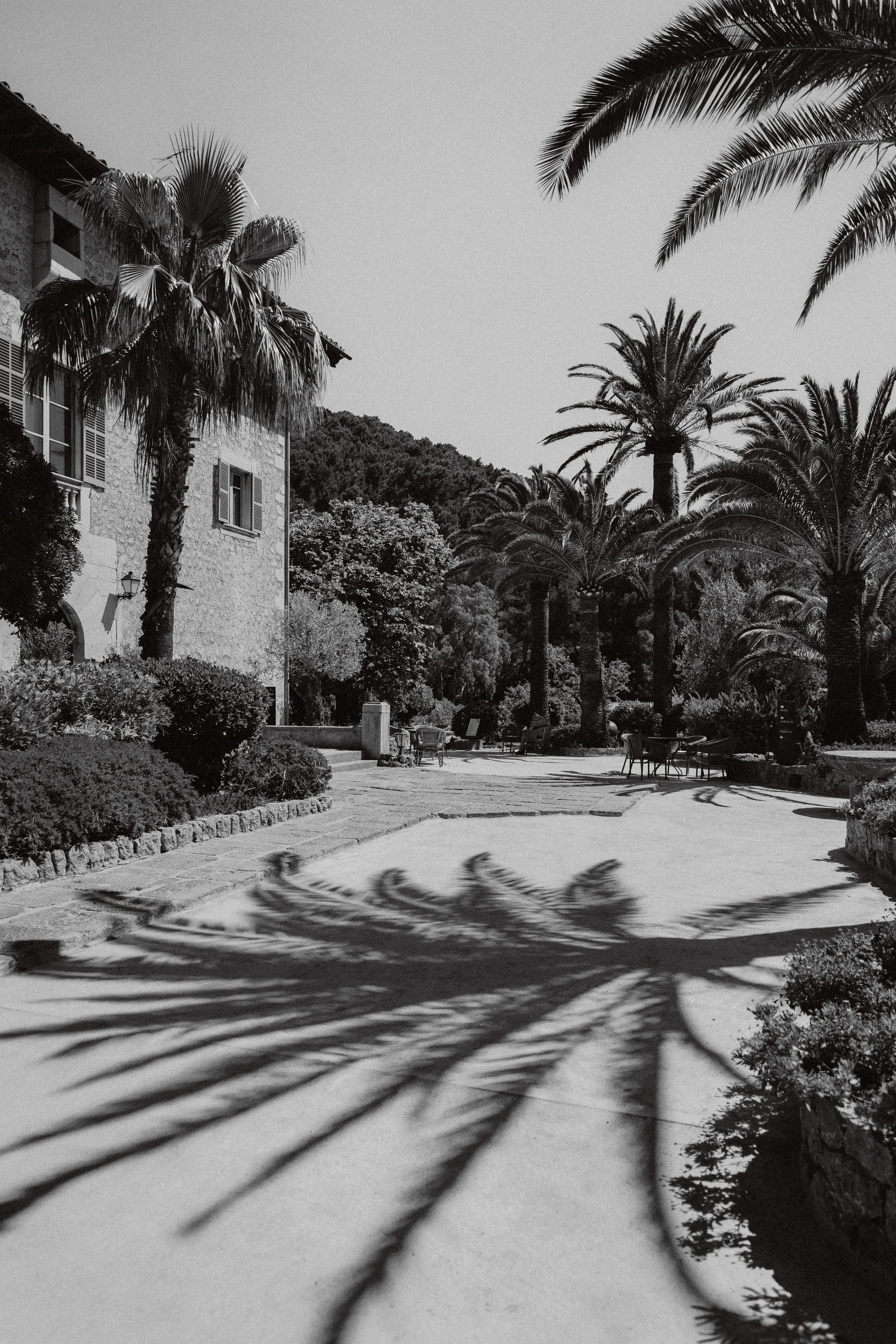 la-residencia-palm-trees