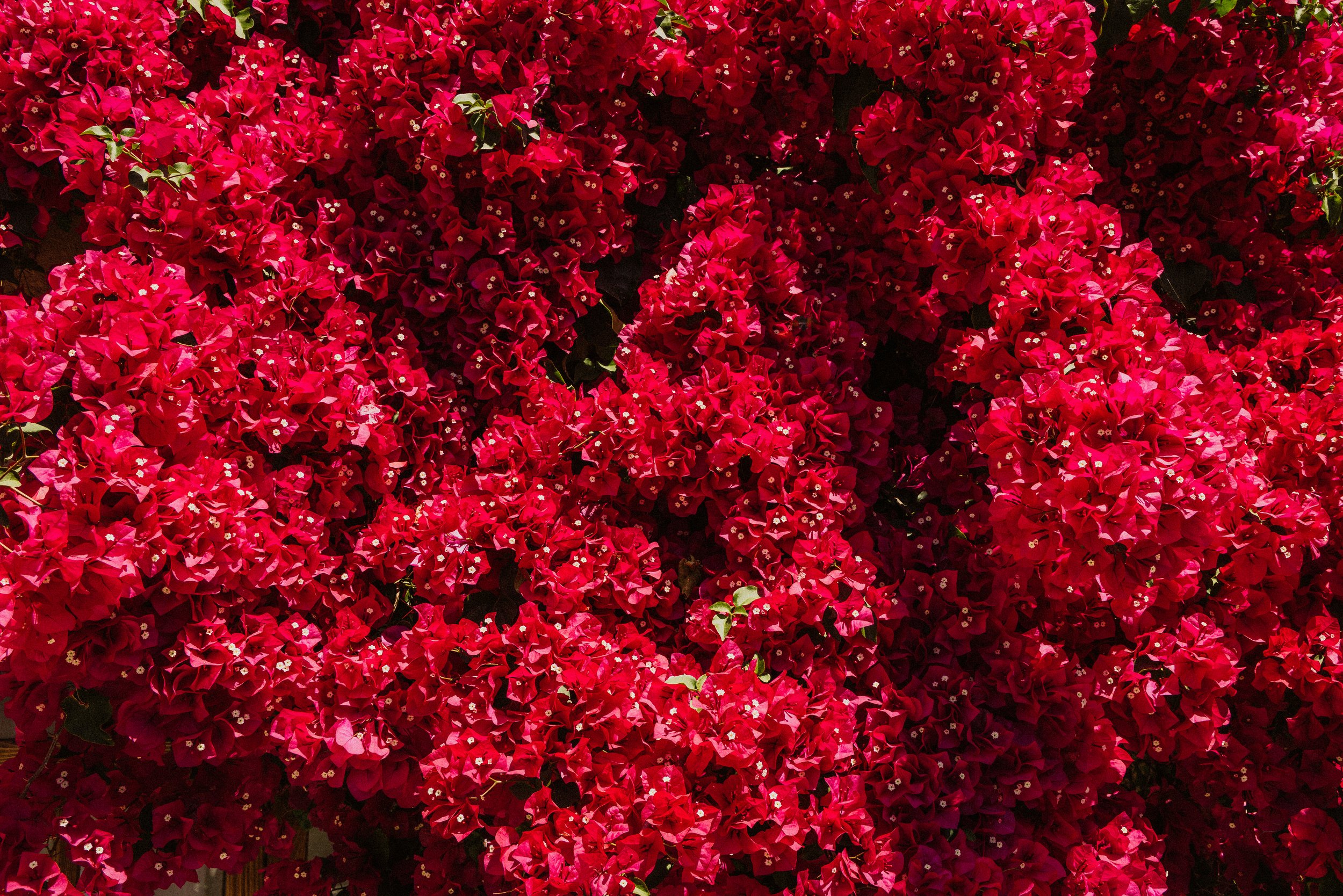 Bougainvillea limited-edition Mediterranean floral art print by Chad Konik