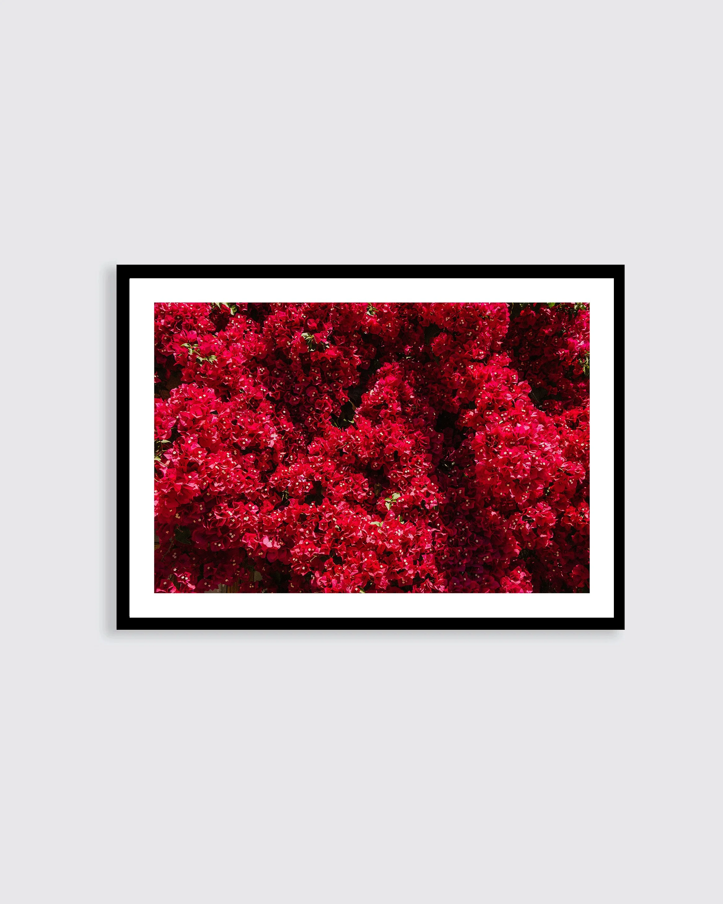 Bougainvillea limited-edition Mediterranean floral art print by Chad Konik