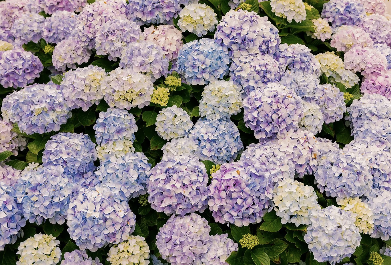 hydrangea art print.png