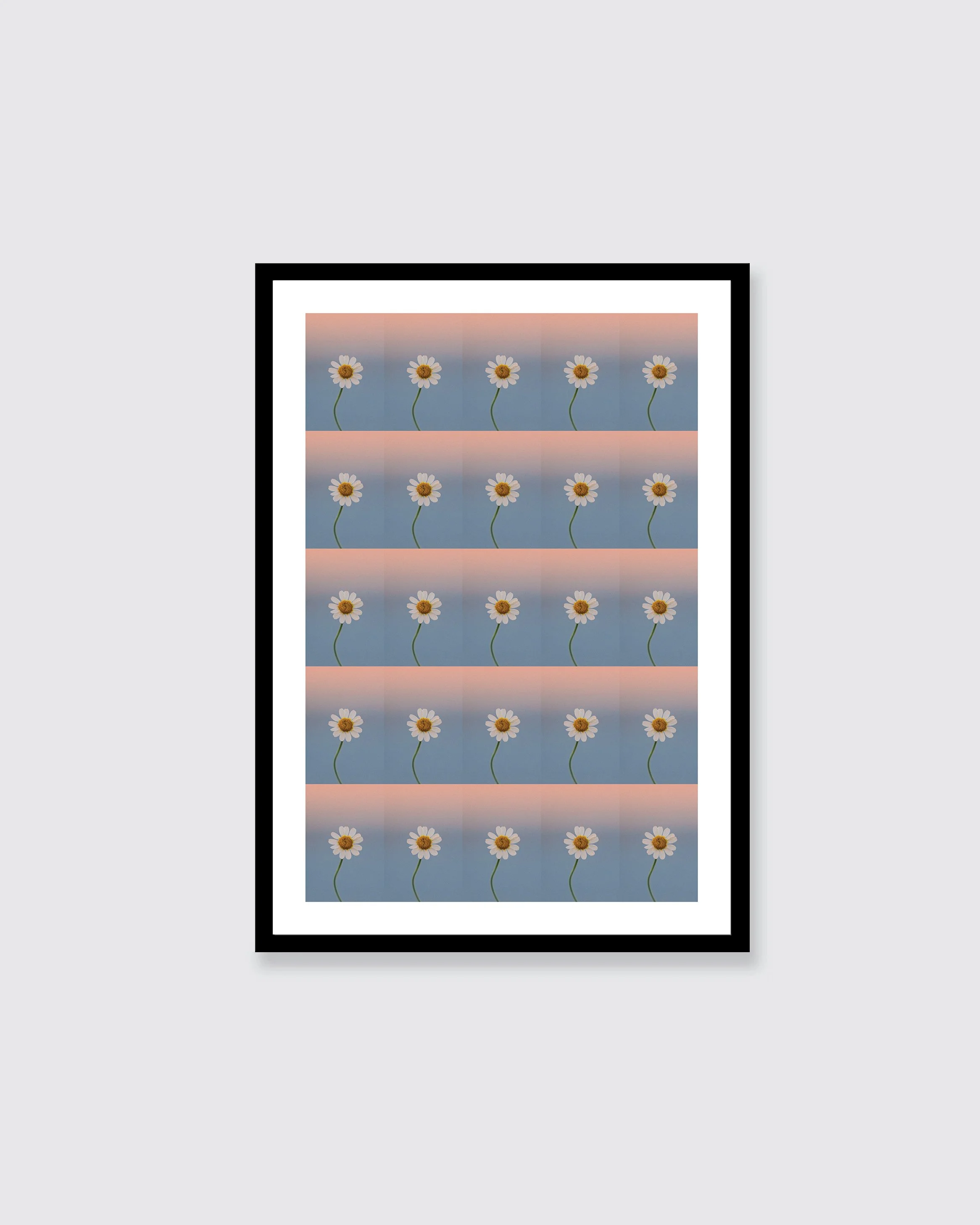 Repeated daisy flowers arranged in a 5 by 5 grid in soft blue and pink tones, photographed in Puglia, Italy by Chad Konik