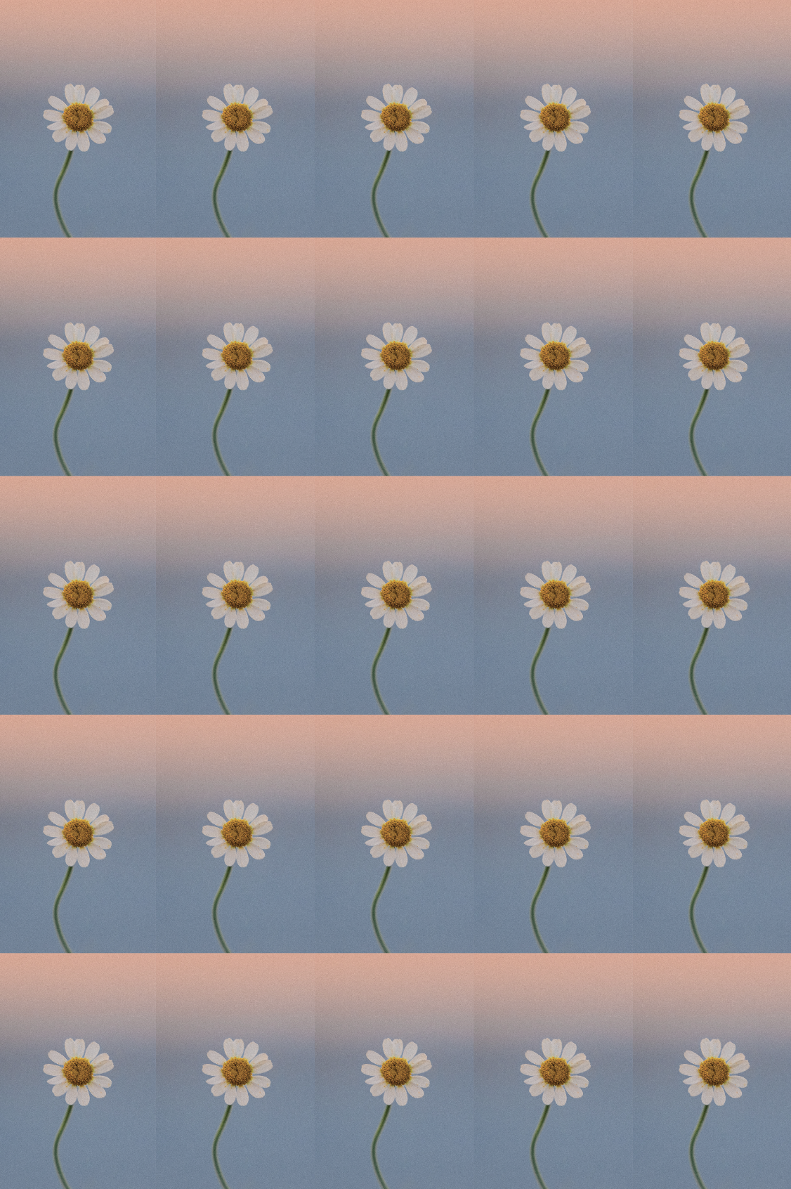 Repeated daisy flowers arranged in a 5 by 5 grid in soft blue and pink tones, photographed in Puglia, Italy by Chad Konik