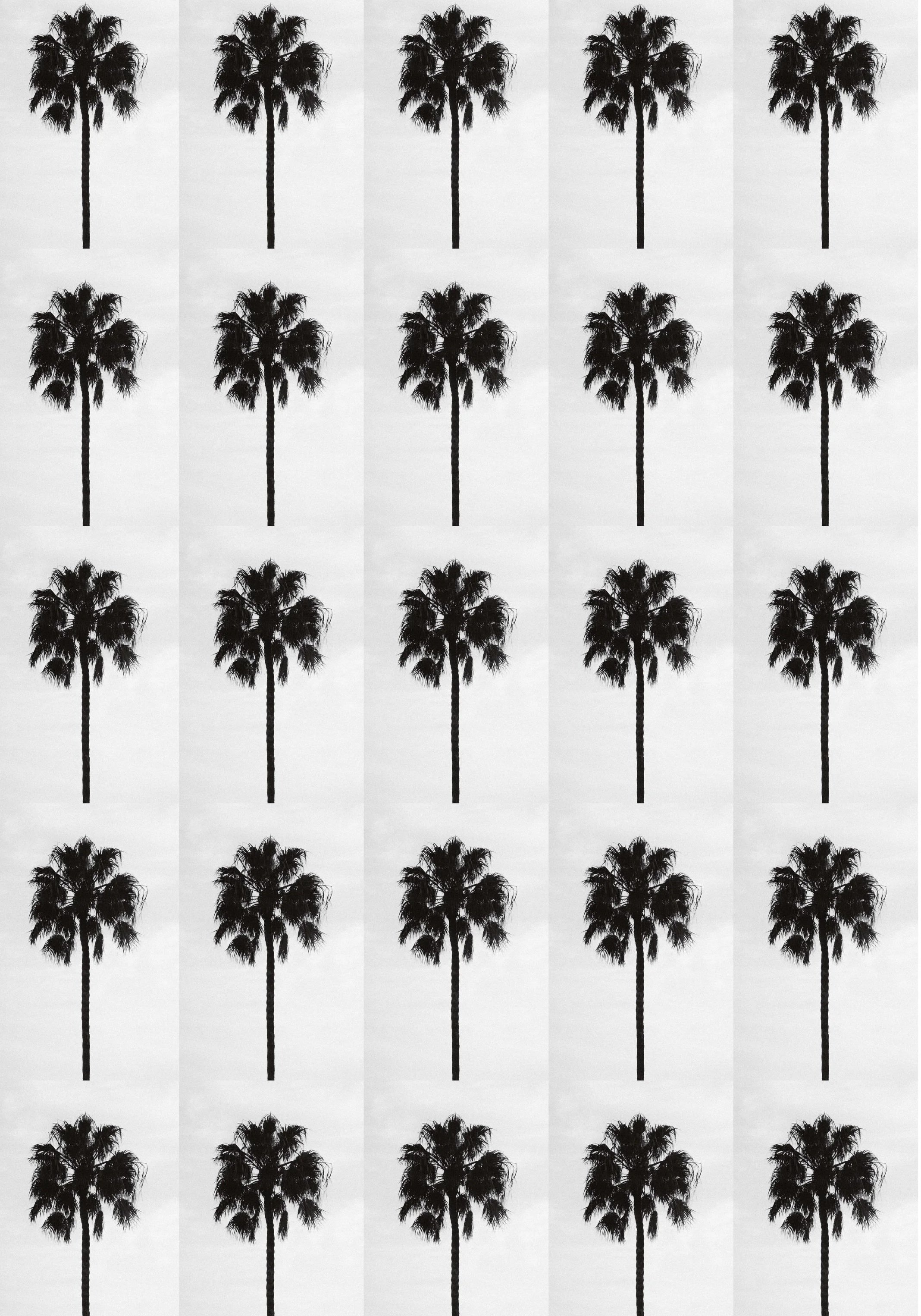 Black and White Palm Tree Art Print