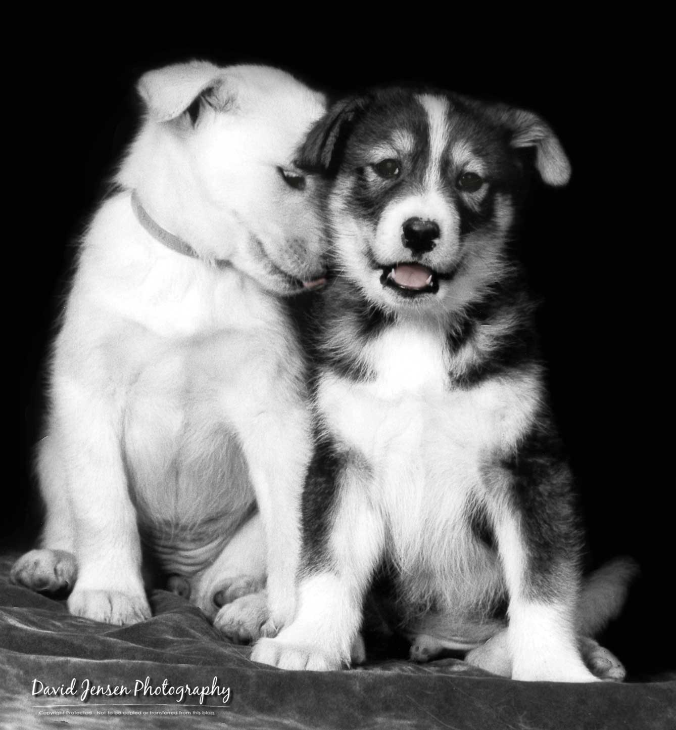 August2013PuppyLove.jpg