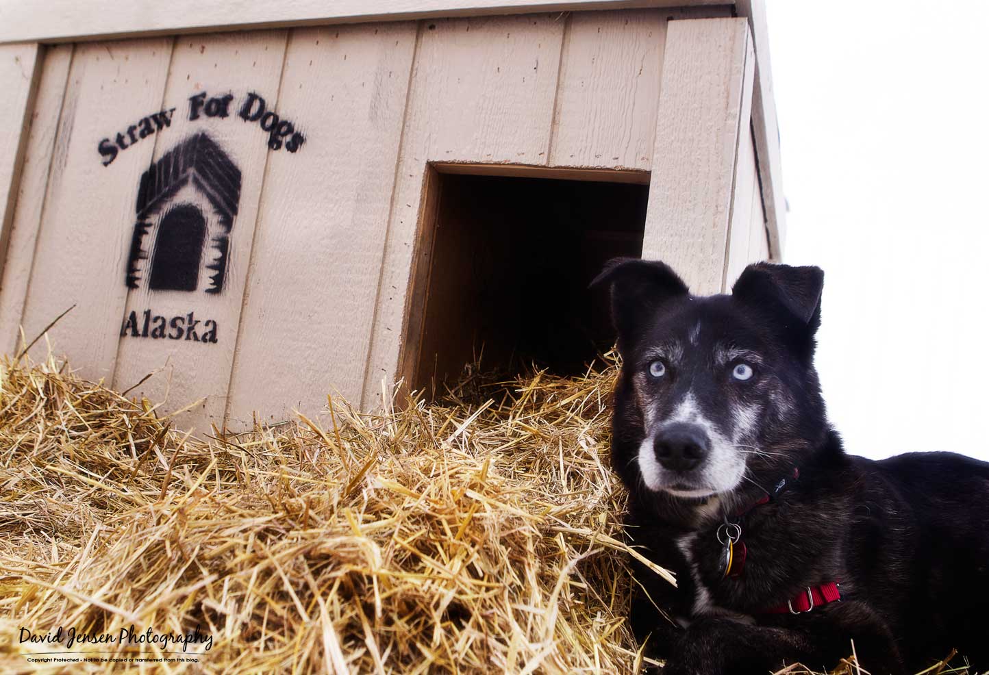 Frank poses next to one of the Straw for Dogs doghouse that is built with insulation and an arctic entry to help keep the cold out,