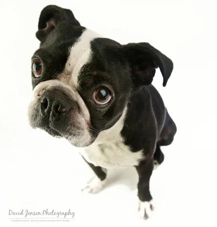 Skeeter posed for the camera before Christmas. We couldn't post his photograph before because it was still a surprise. What a cute, mischievous face.