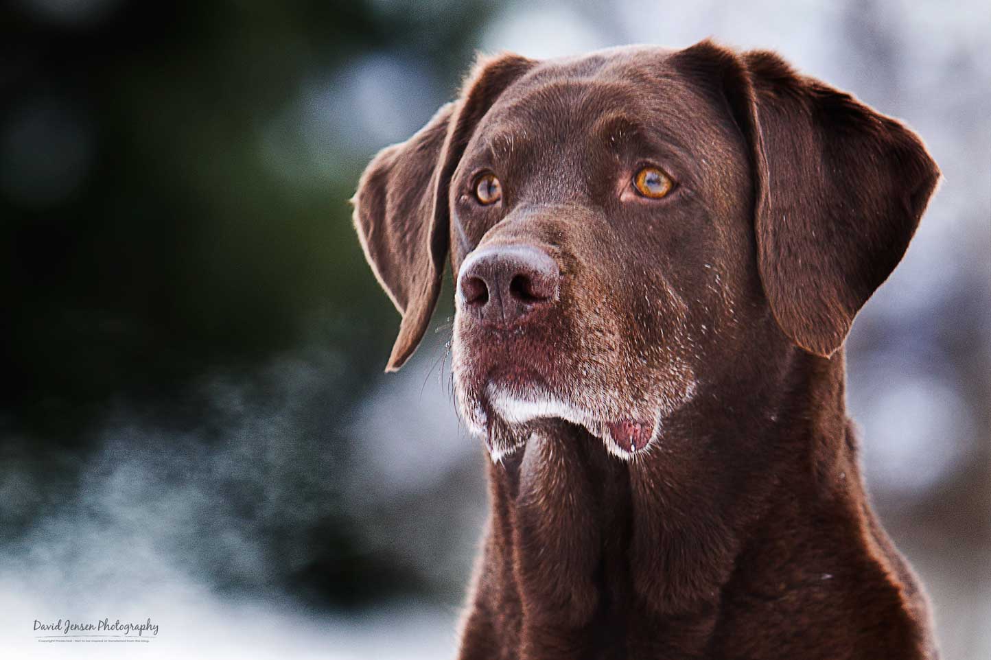 Gunnar. Chocolate Labrador. Nine years old.