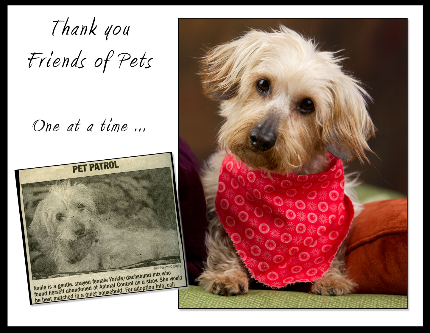 Annie was turned in to Anchorage Animal Care and Control a few years ago. Friends of Pets rescued her, put her photo in the Anchorage Daily News and fostered her until a family adopted her. She's now living happily ever after.