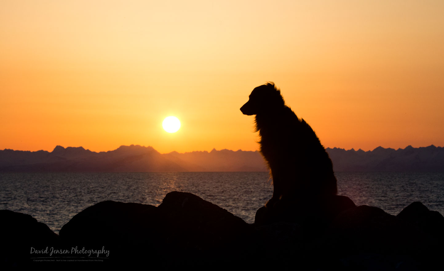 Casting Gold. Captured at sunset on the beach of Ninilchik. Click the photo to see it full size. It's one of my favorites and will certainly be in my next book. After this road trip, I can't imagine traveling without Layla by my side.