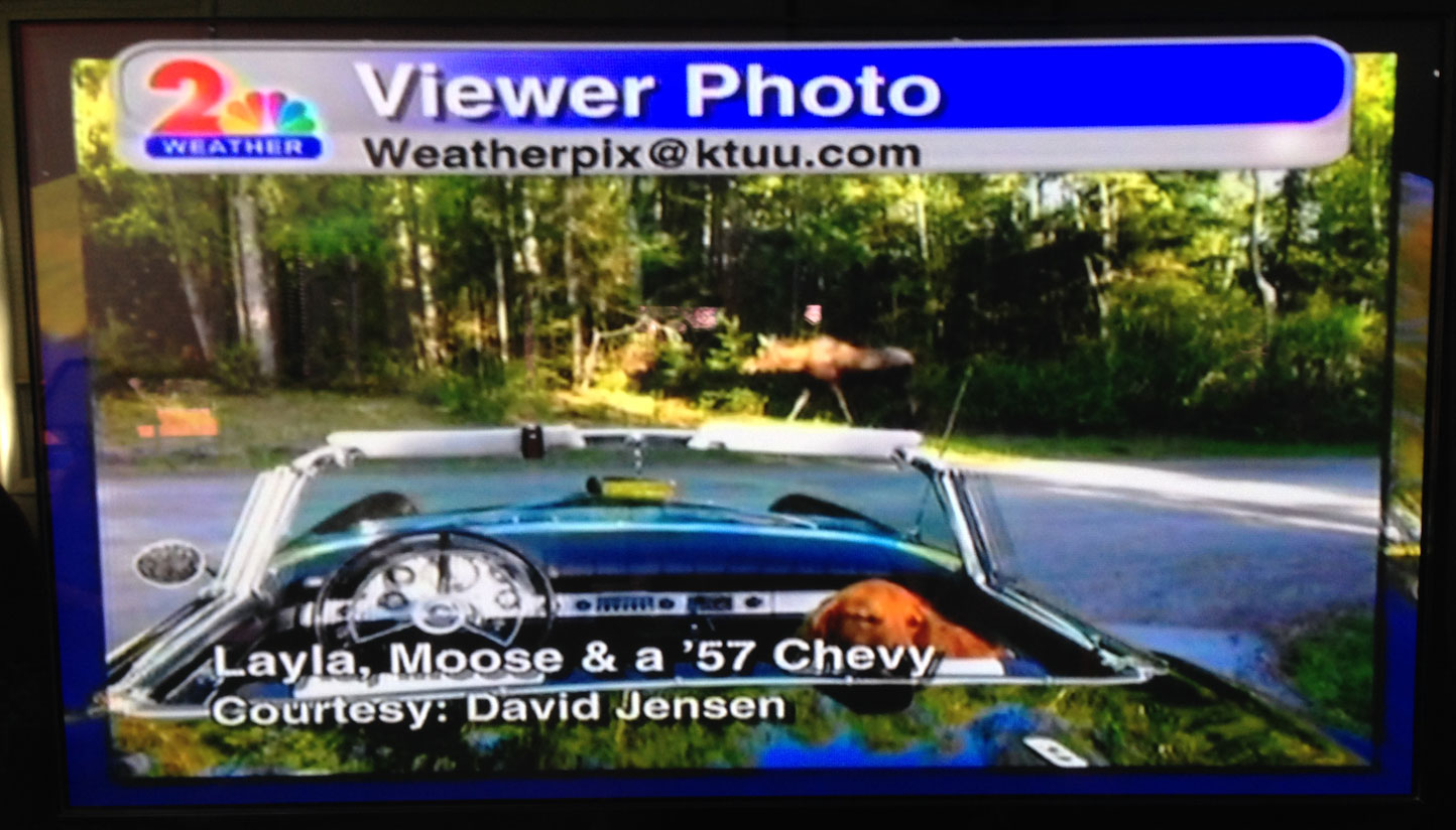Carol sent this image to Jackie Purcell/KTUU (Alaska's best meteorologist) and it aired this evening. Mama moose has been chowing down a lot lately. We think she's about to have a baby moose or two very soon. Thank you Carol and Jackie!