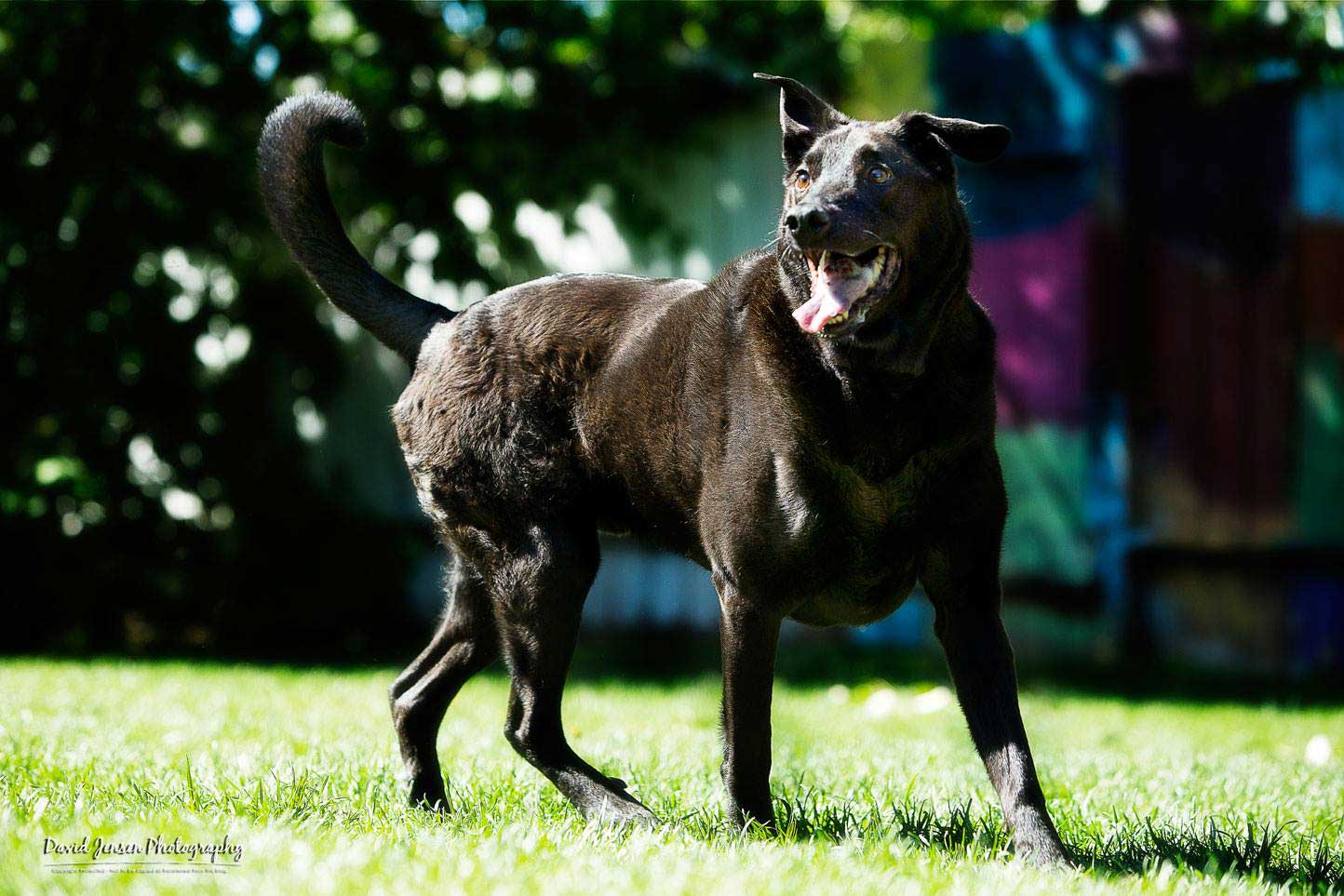 Bubba! A rescue from Sioux City, Iowa at six weeks old. Now 12 years old and living in Alaska happily ever after.
