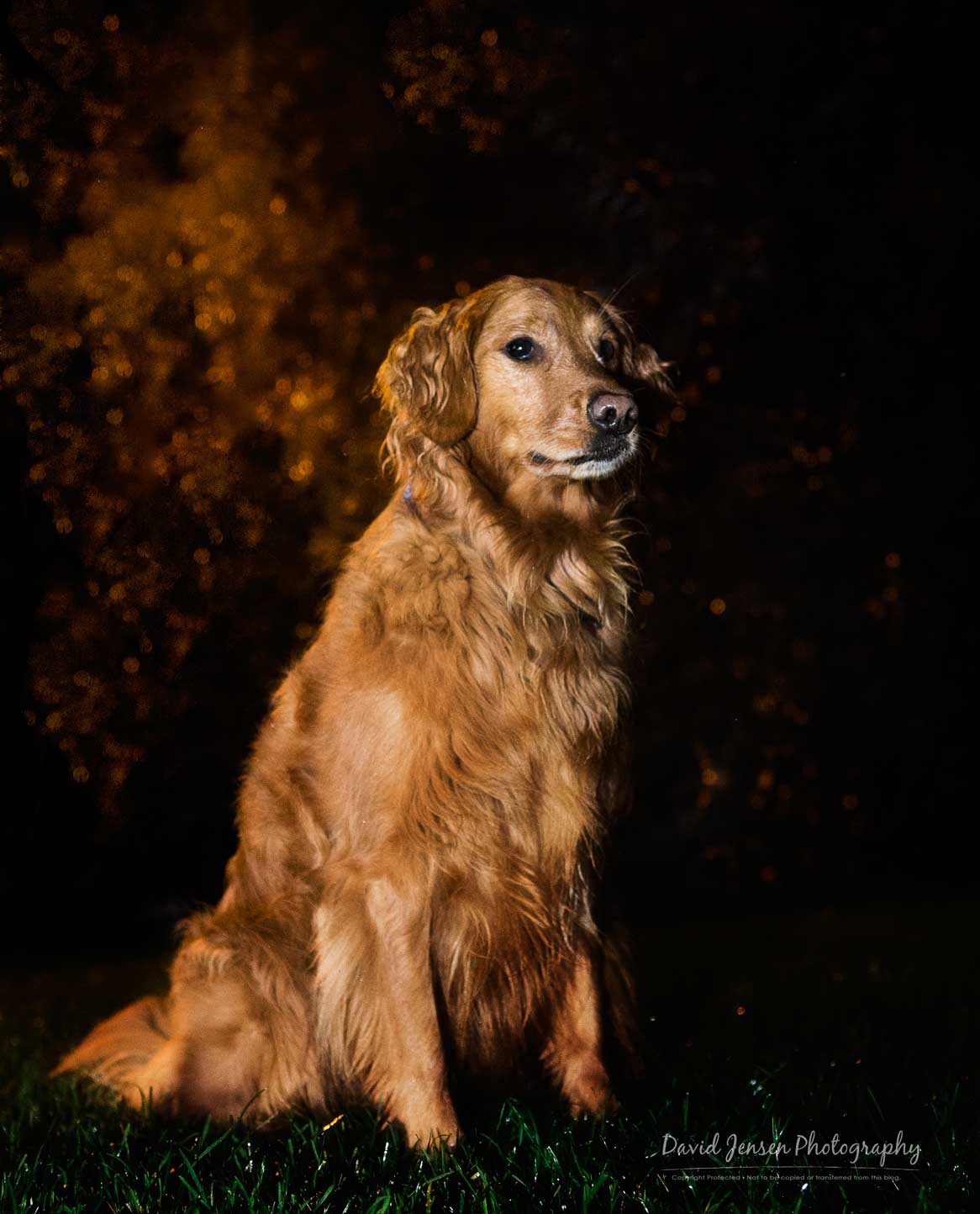Layla, my little FireFly.