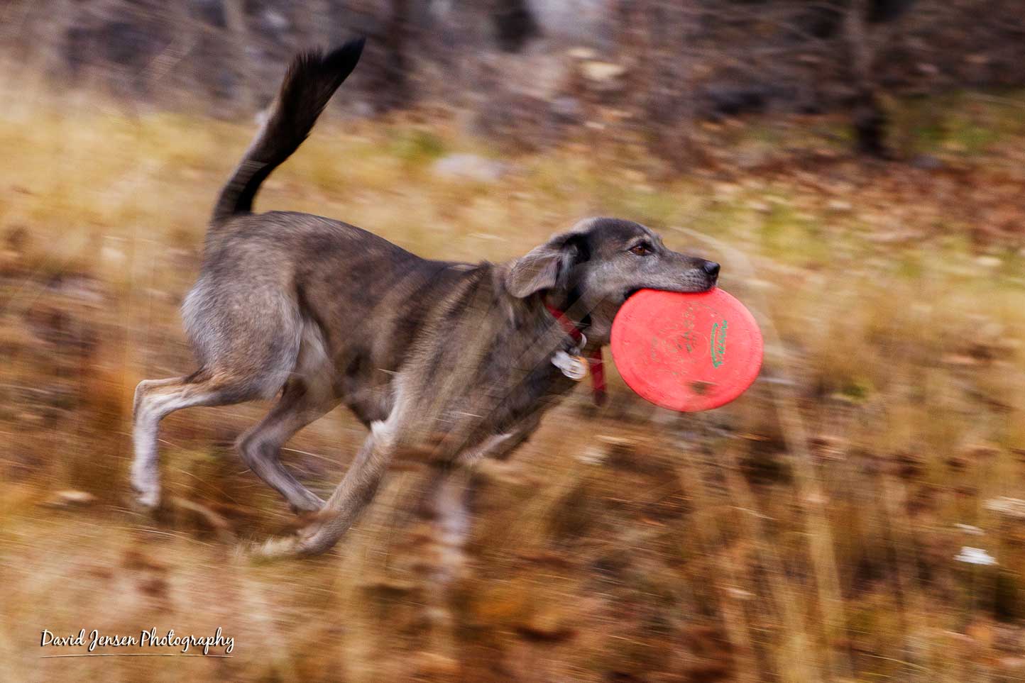OdenFrisbee.jpg