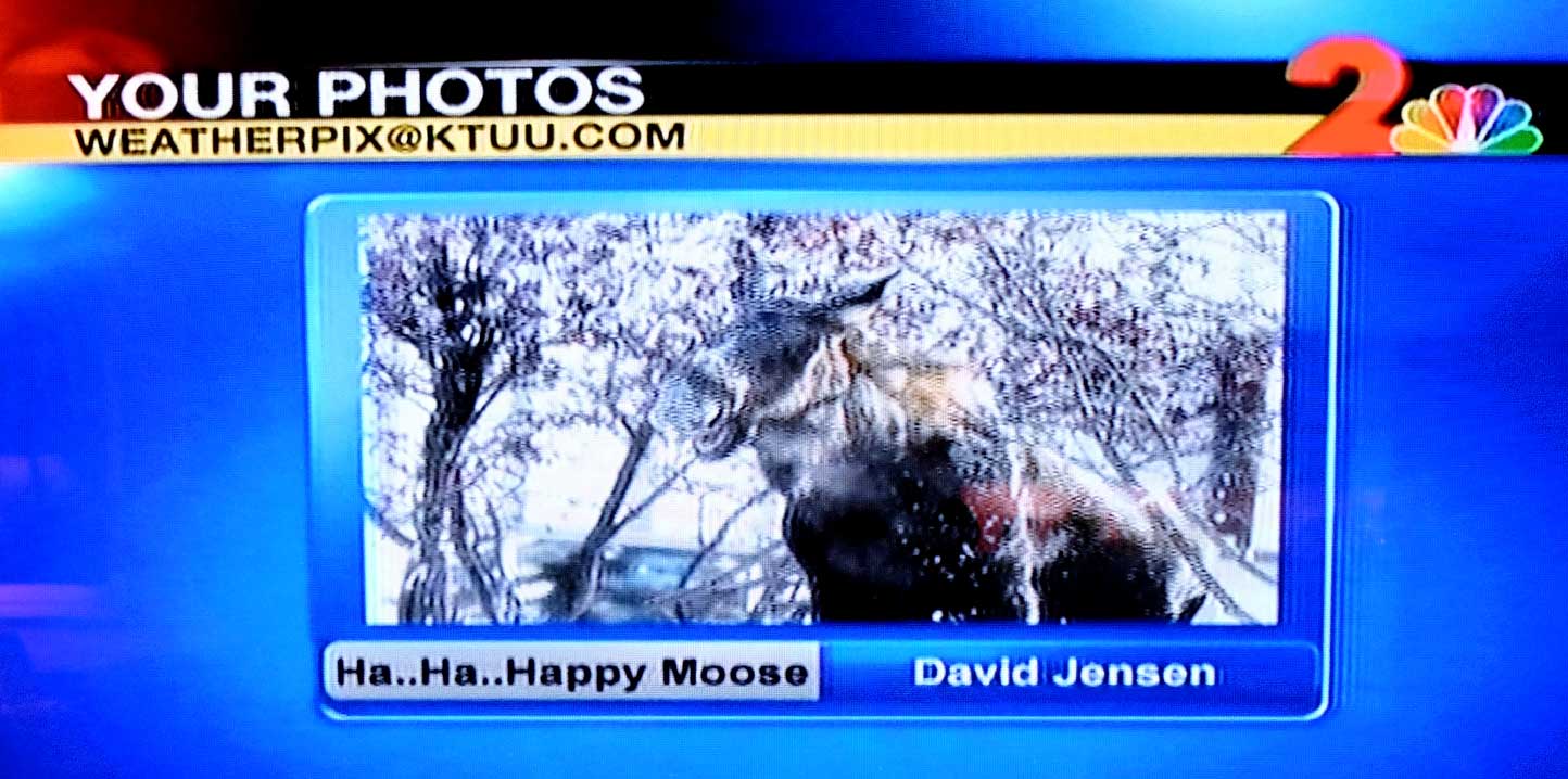 As seen on KTUU Channel 2 News. Thank you, Jackie Purcell - our all-time favorite moose-loving Alaska Meteorologist.