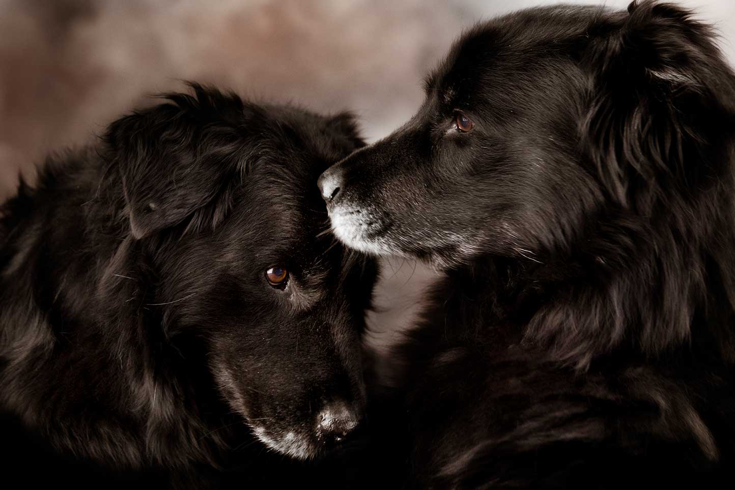 Princess and Tubbs.