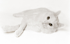 Russian Angora Rutan1221.jpg