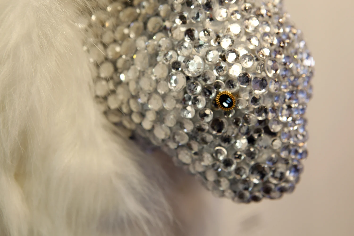 Bunny- side, ruby eye, close-up.jpg