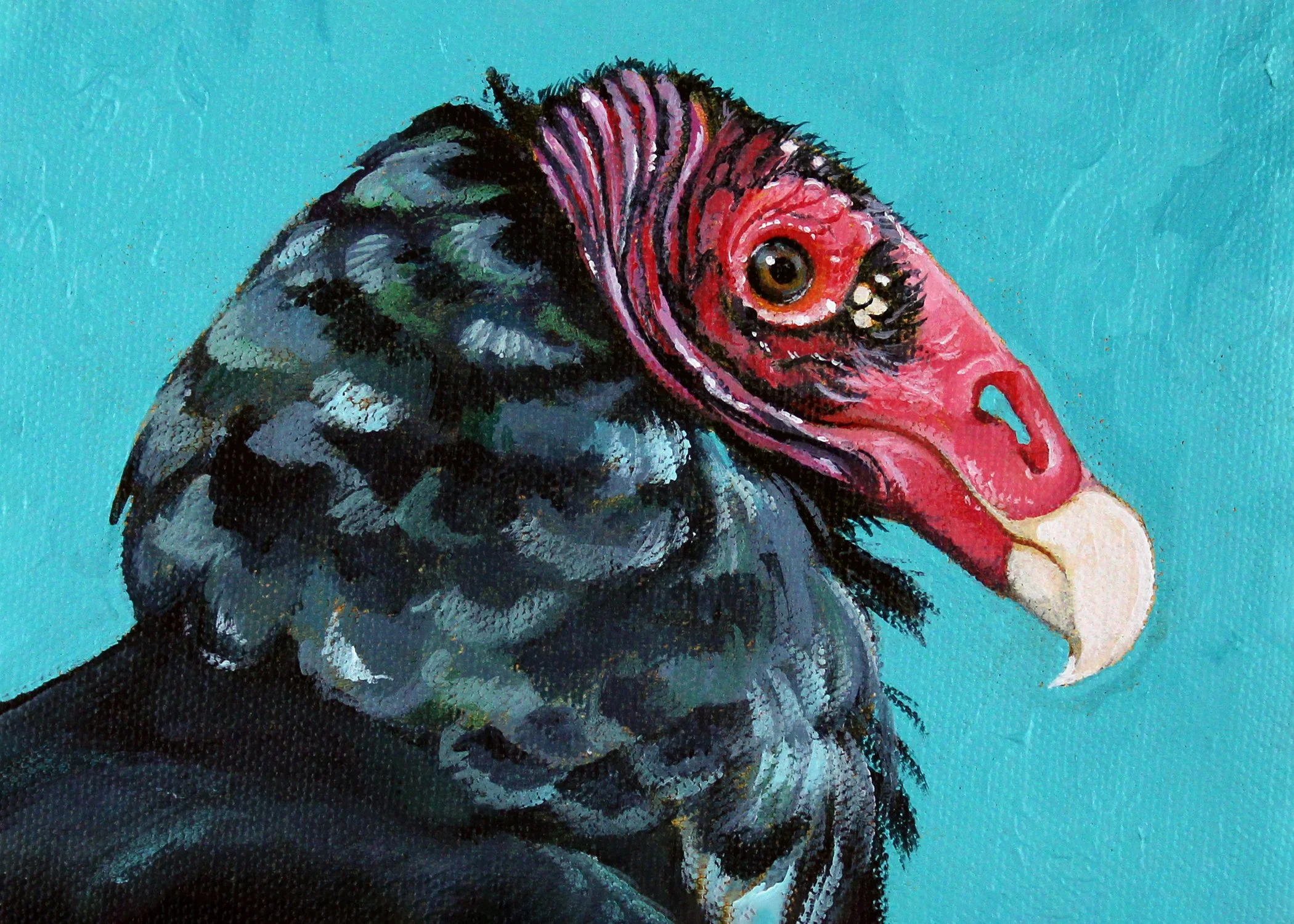 Turkey Vulture 5x7.jpg