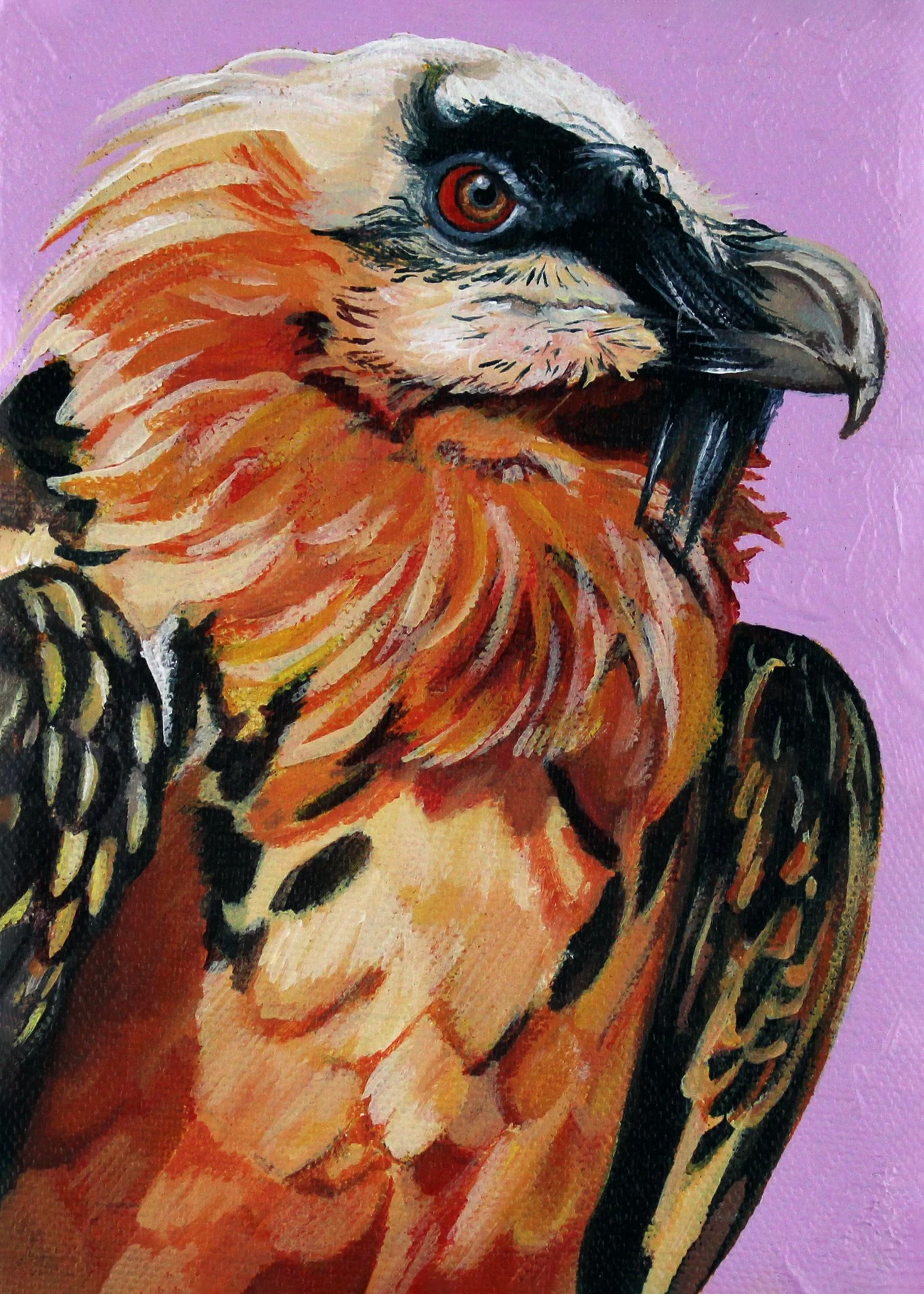 Bearded Vulture 5x7.jpg