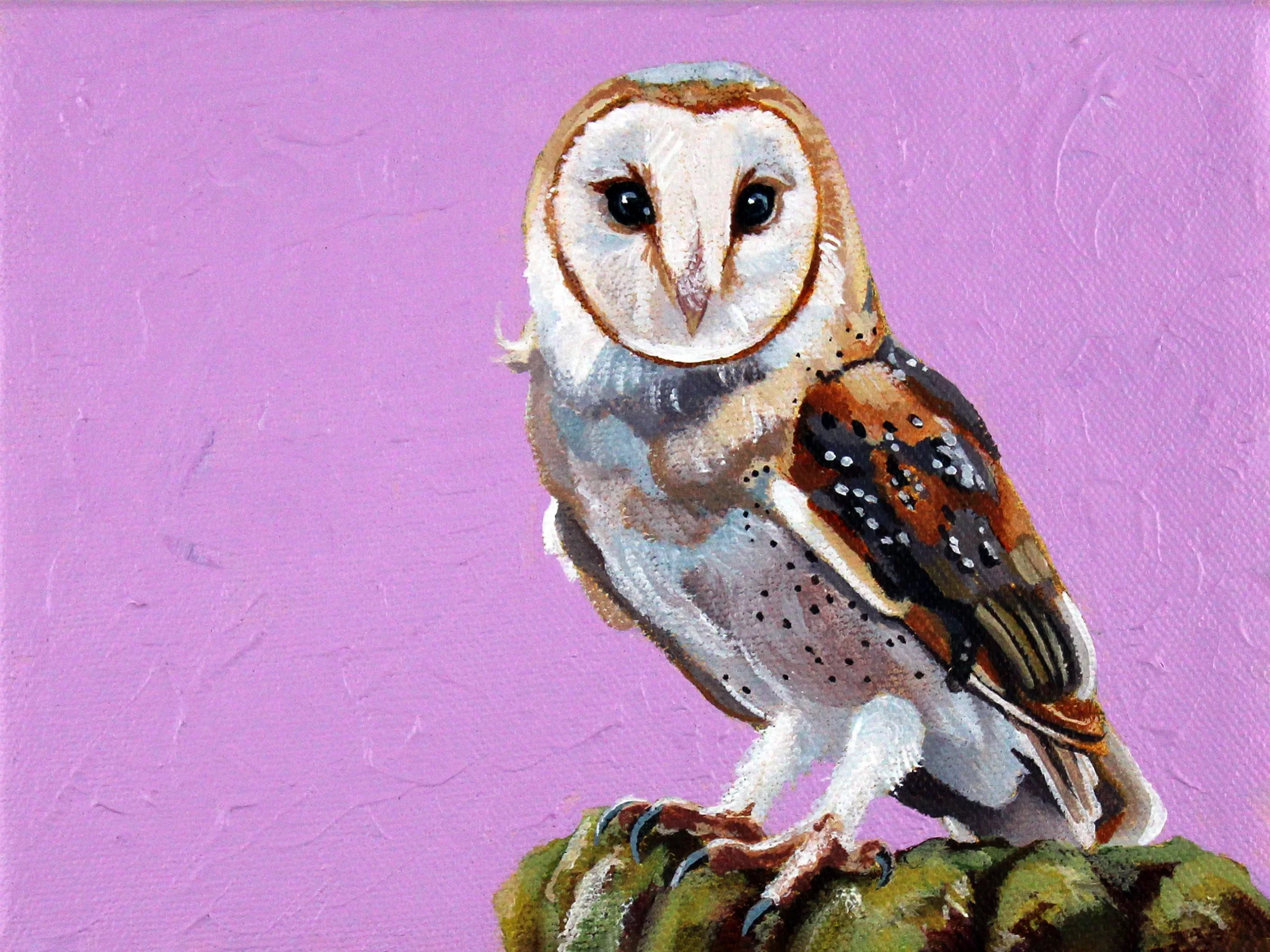 Barn Owl 6x8.jpg