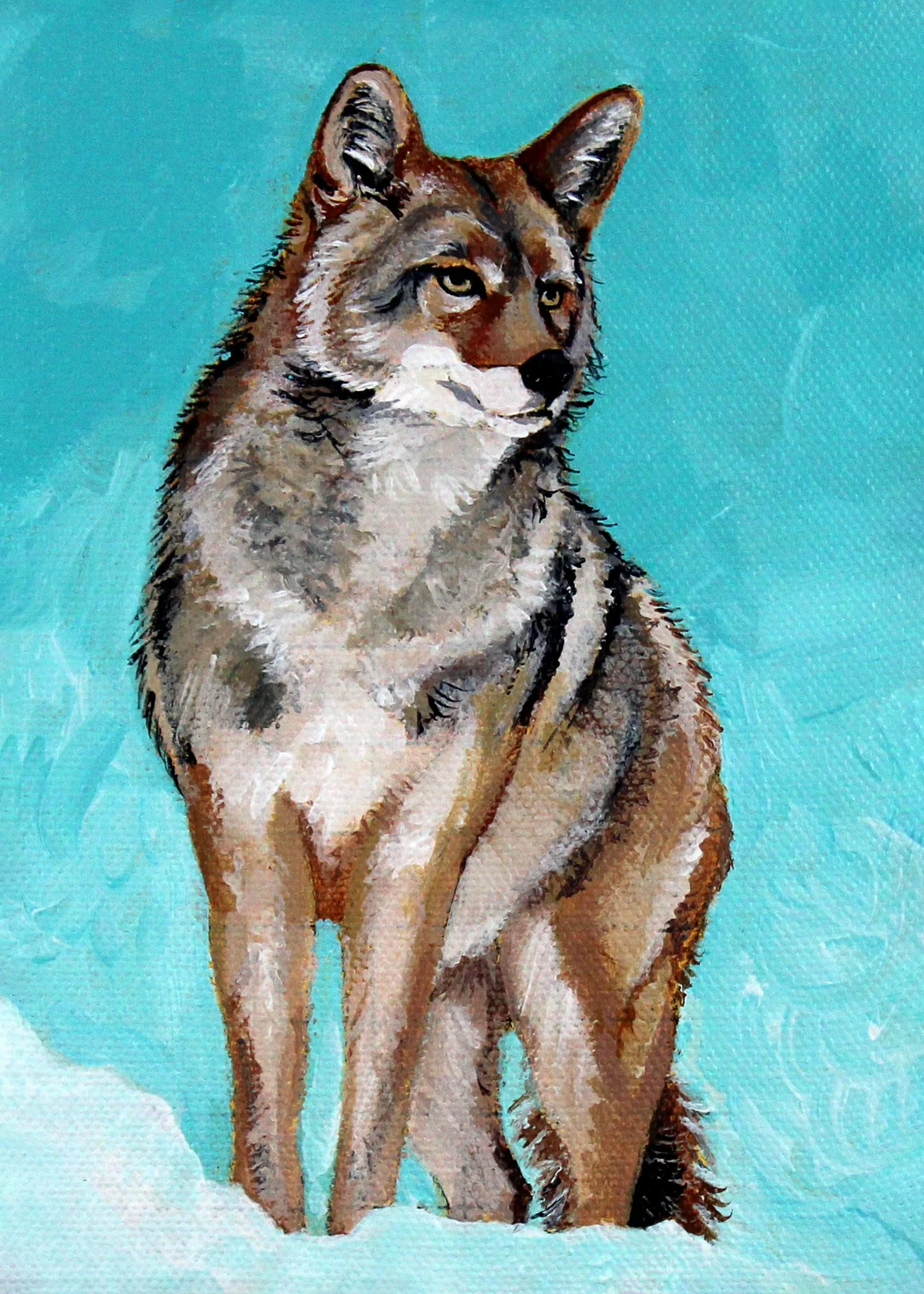 Coyote 5x7.jpg