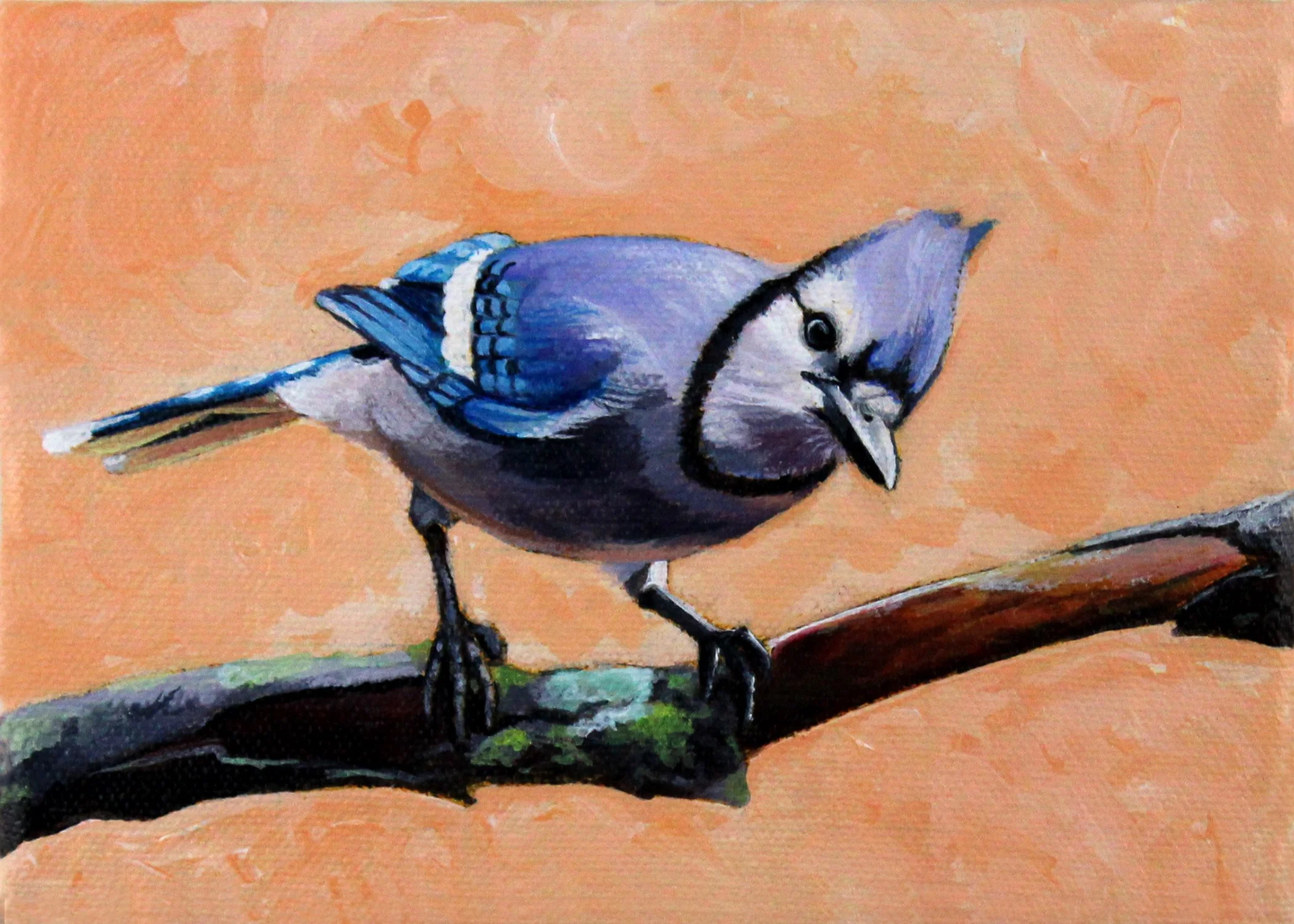 Bluejay 5x7.jpg