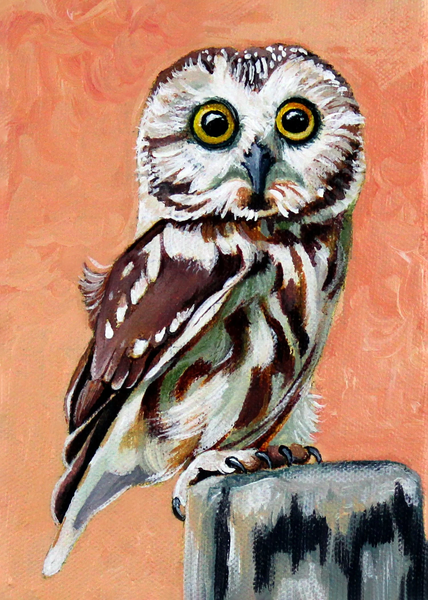 Saw Whet Owl 5x7.jpg