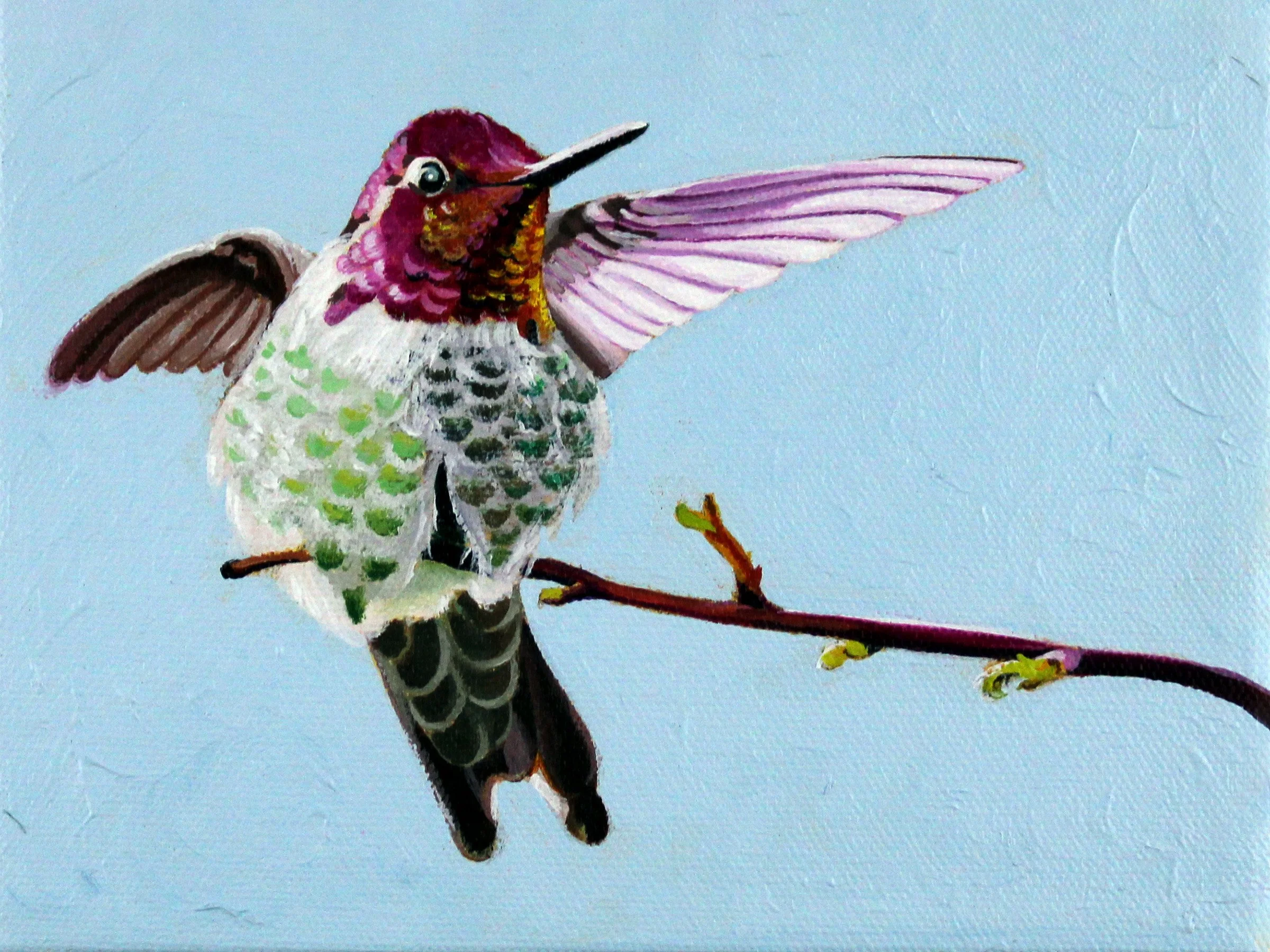 Stretch Annas Hummingbird 6x8.jpg