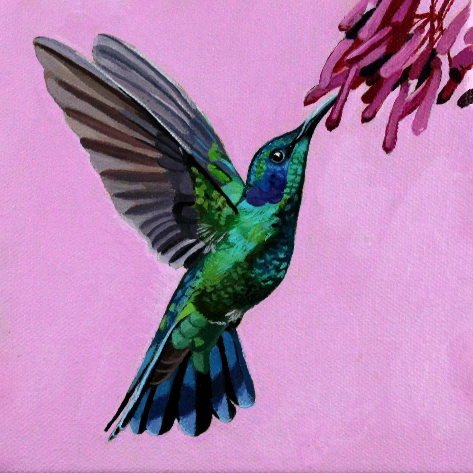 Violetear 6x6.jpg