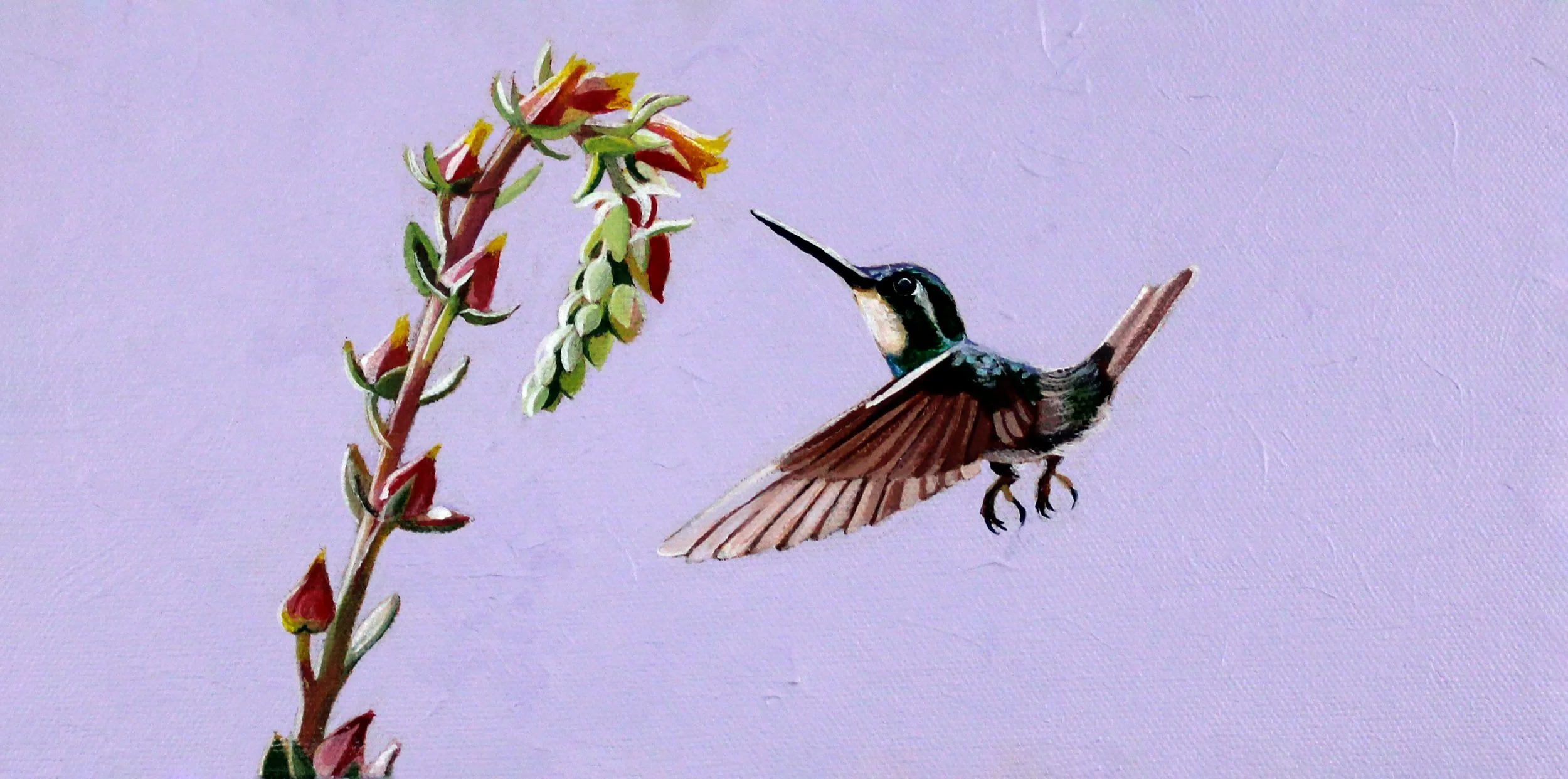 White Throated Mountain Gem Hummingbirds 6x12.jpg