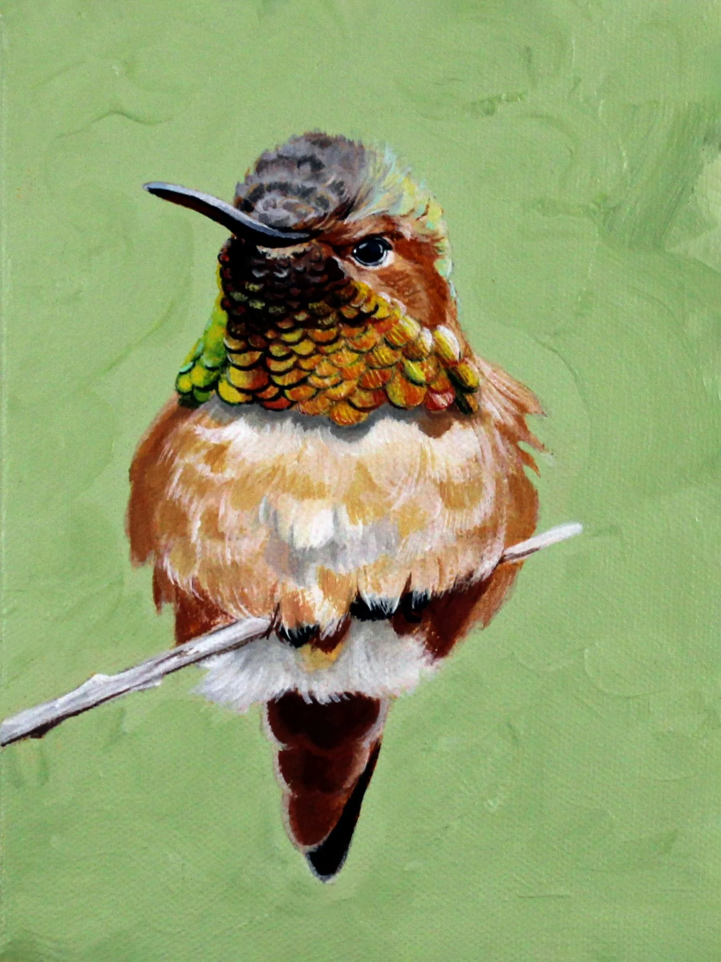 Allen's Hummingbird 6x8.jpg
