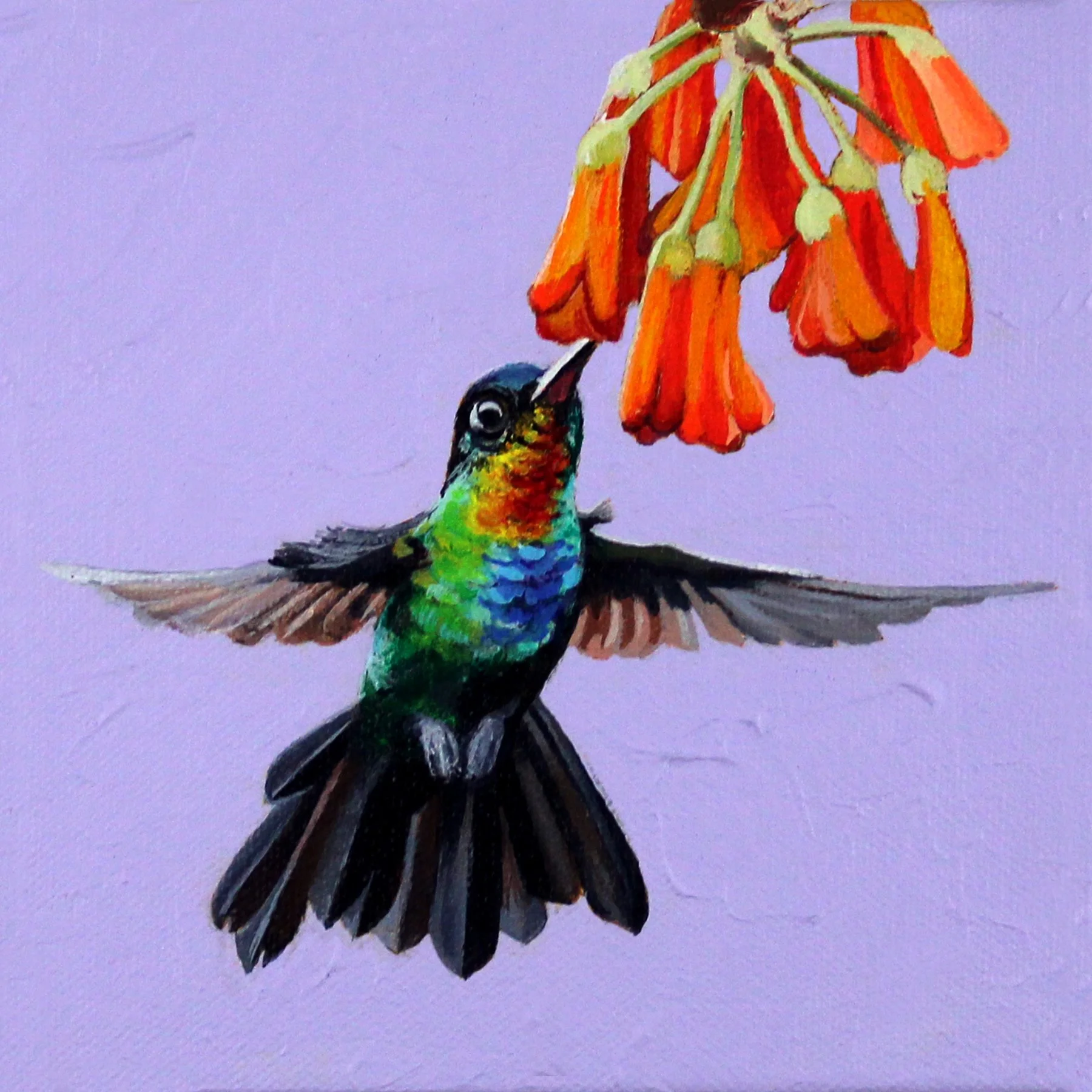 Fiery Throated Hummingbird 6x6.jpg