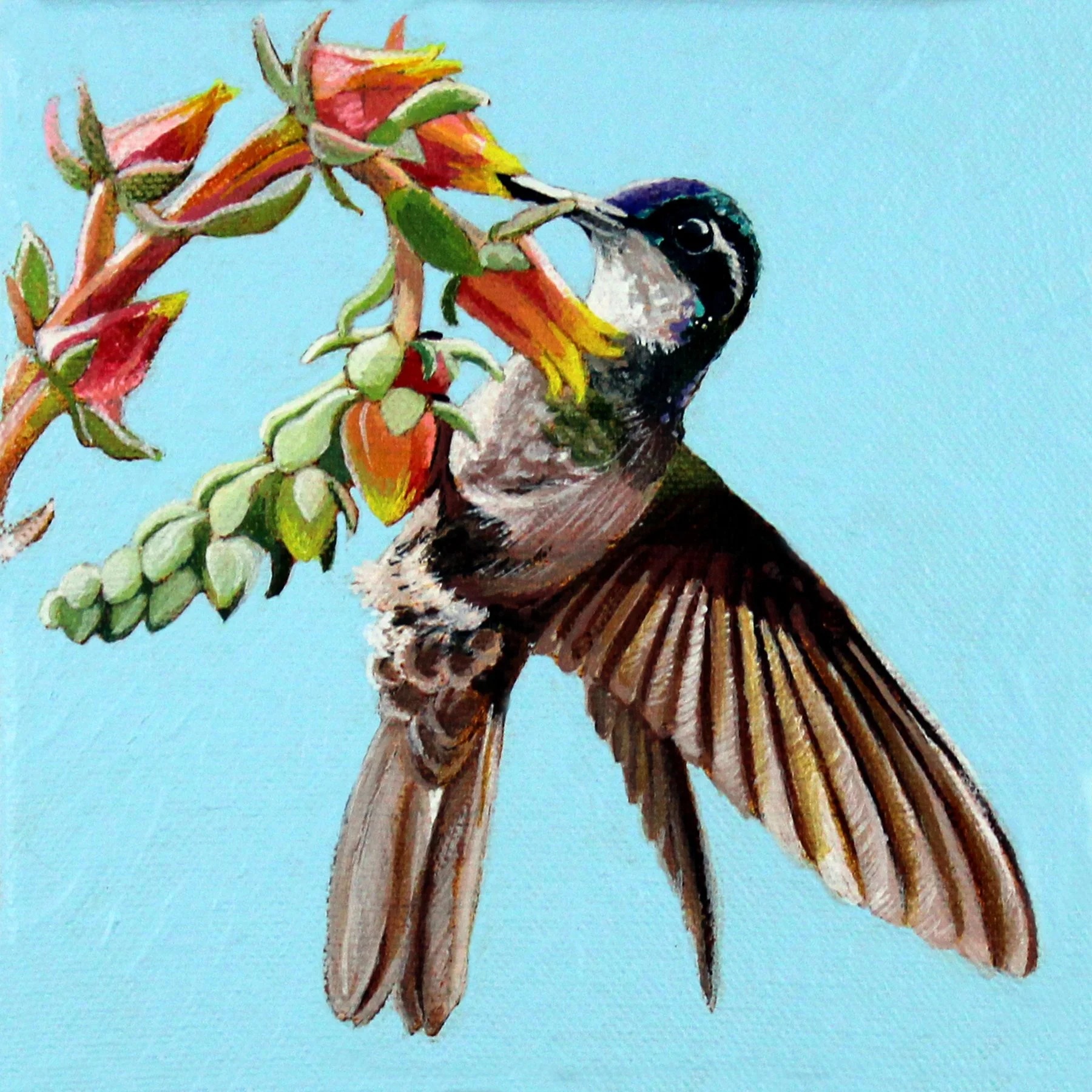 White Throated Mnt Gem 6x6.jpg