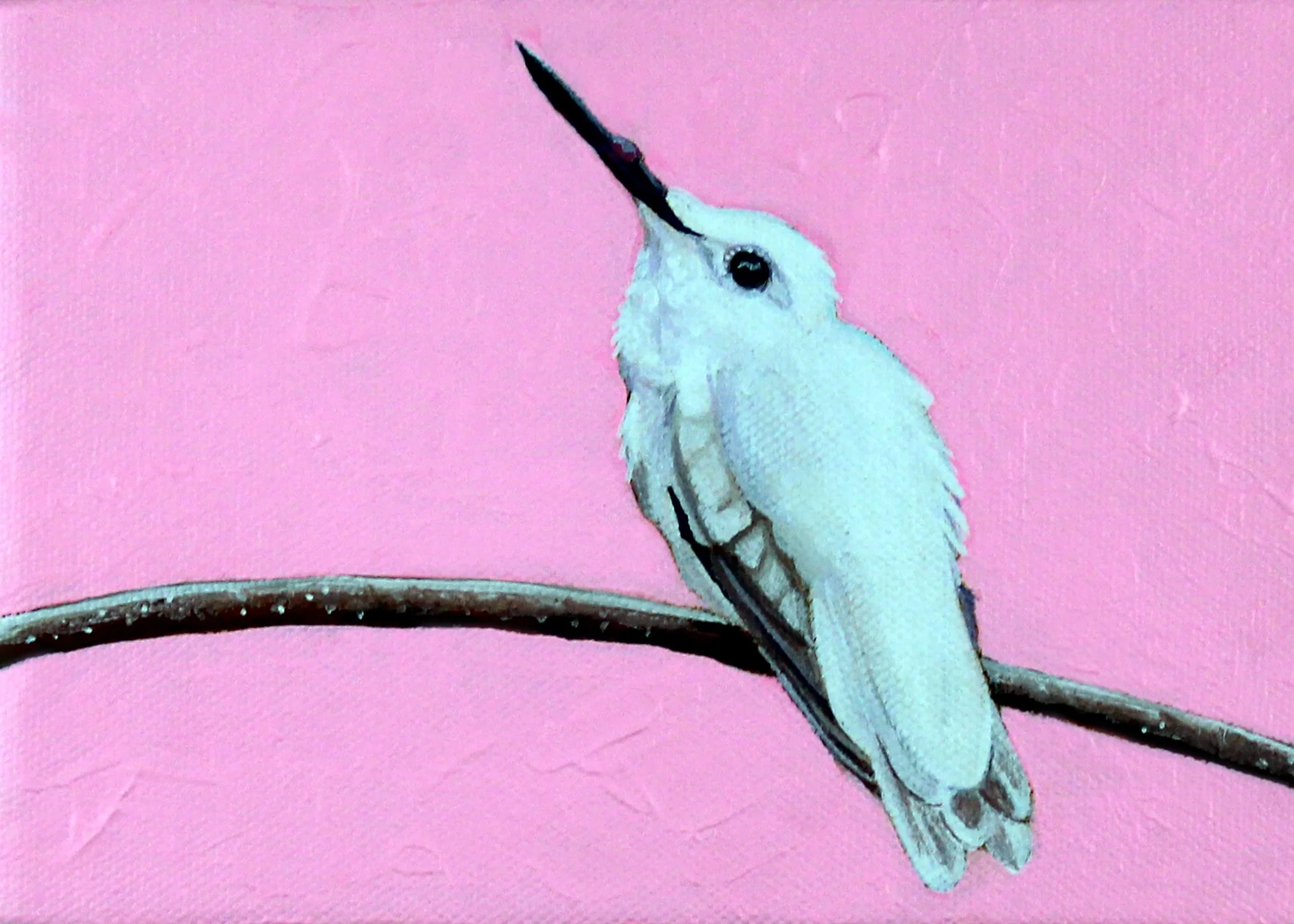 Leucistic Annas Hummingbird 5x7.jpg