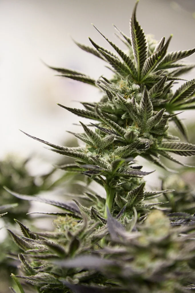 Fuzzy-Budz