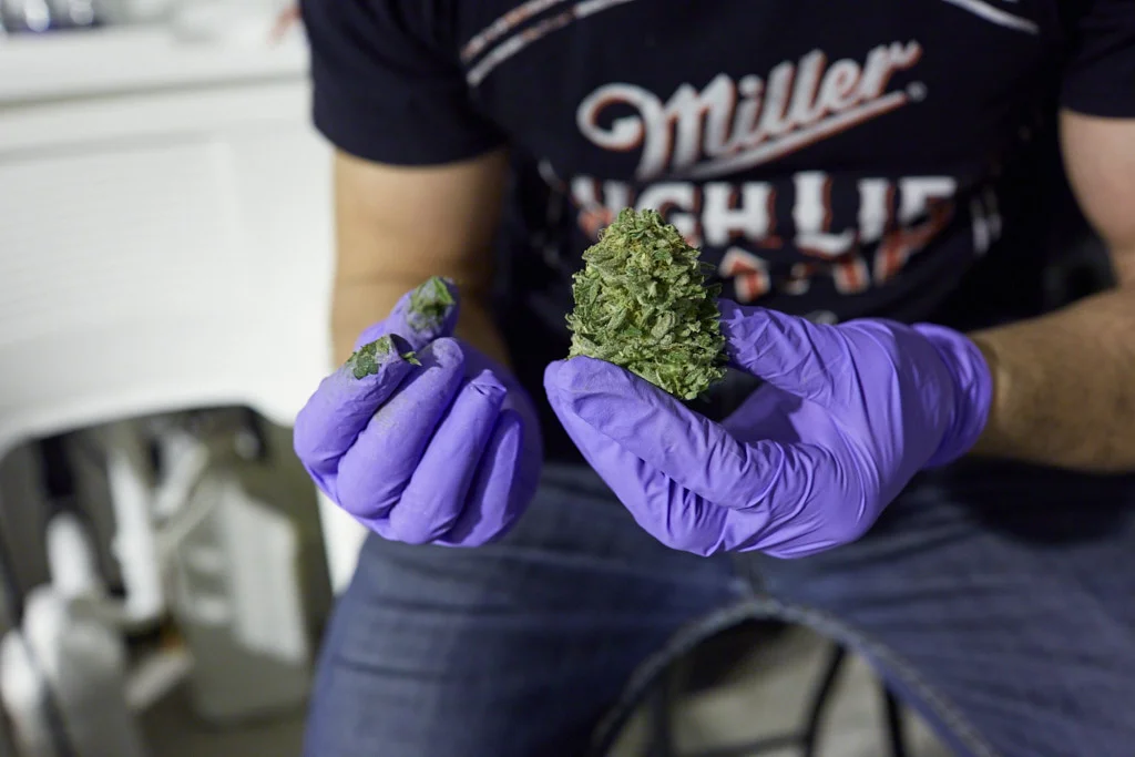 Fuzzy-Budz