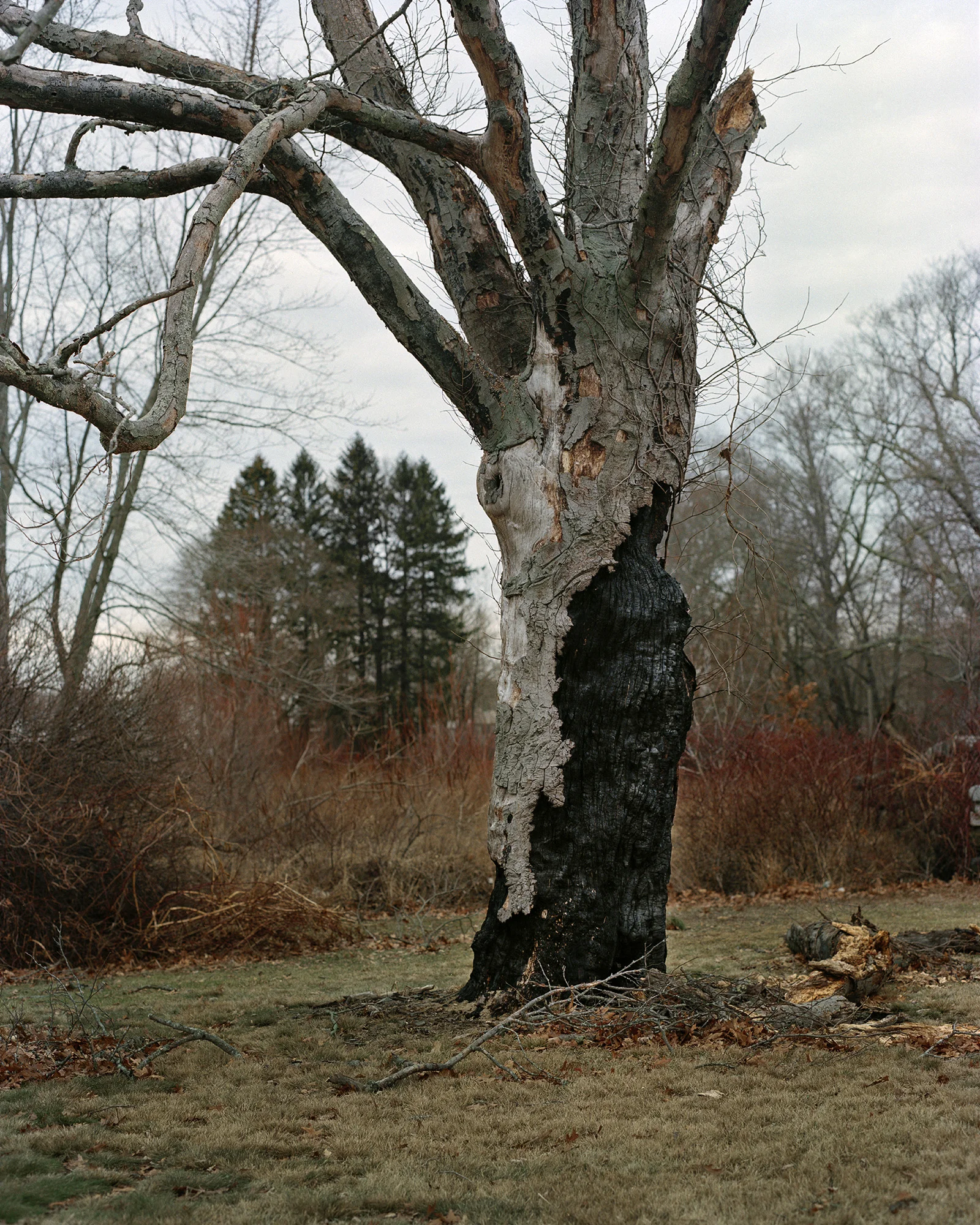 Alexa_Cushing_BurnedTree.jpg