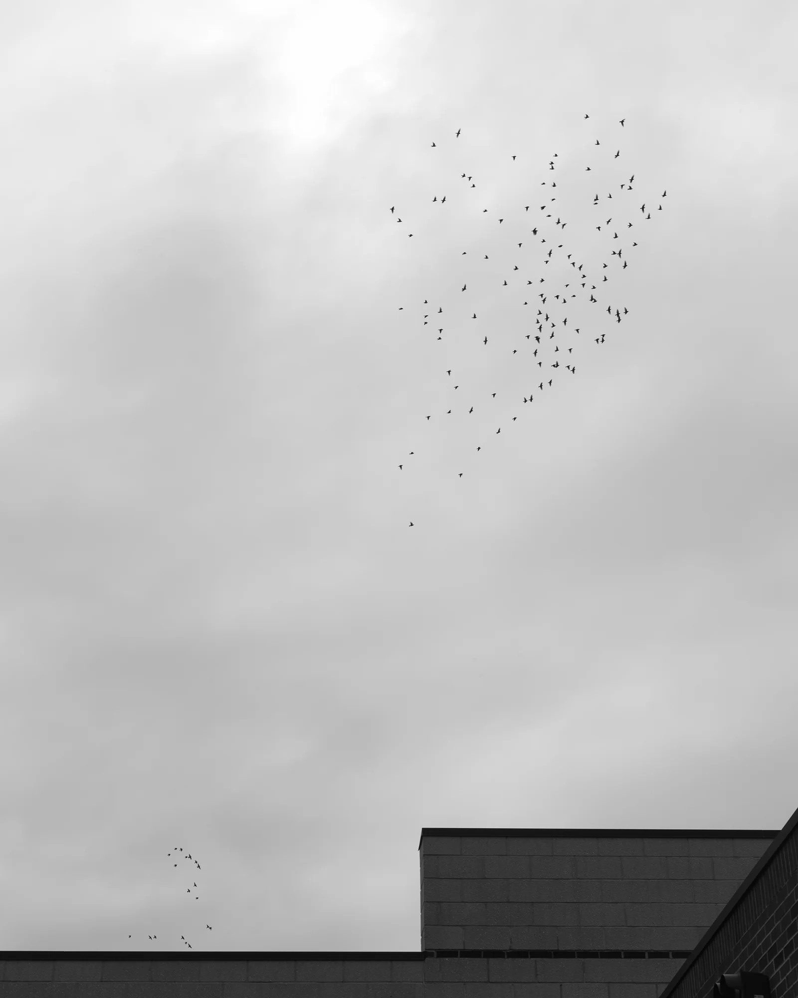 Kiera_Renz_Birds.jpg