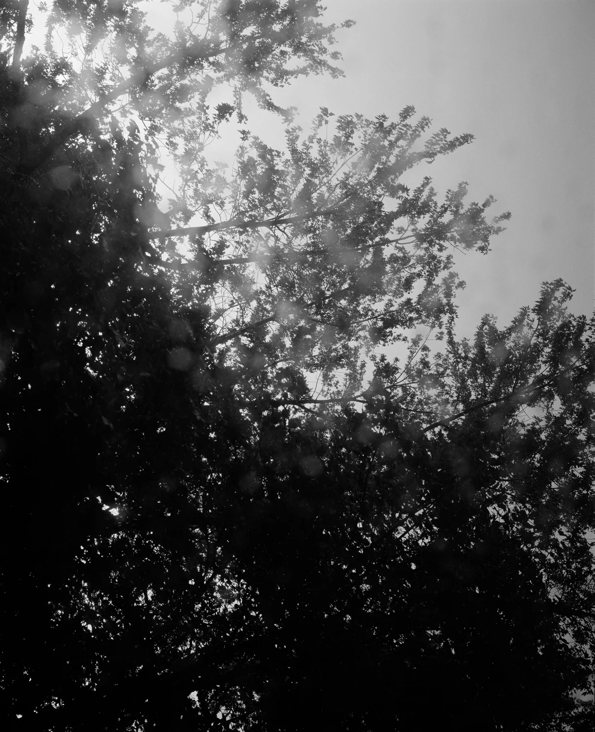 Rowe_Shawn_Untitled_(window_tree)_2017.jpg