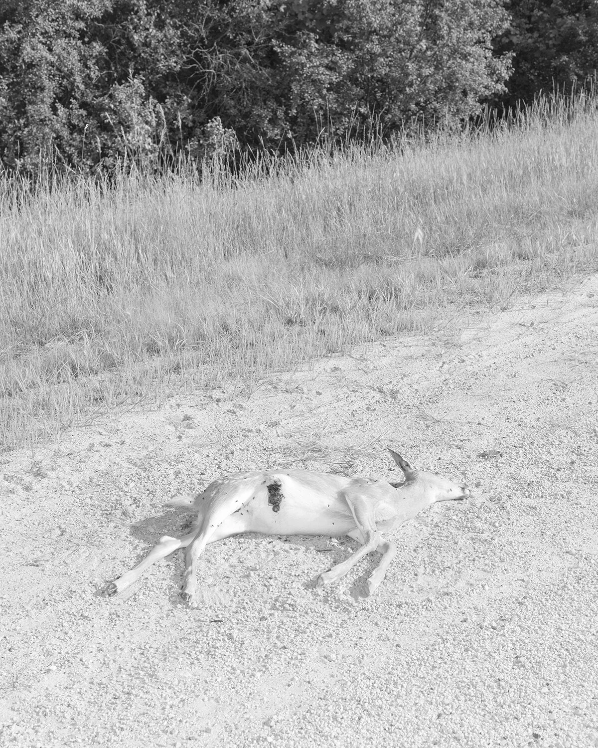 deer_mn_aviary.jpg