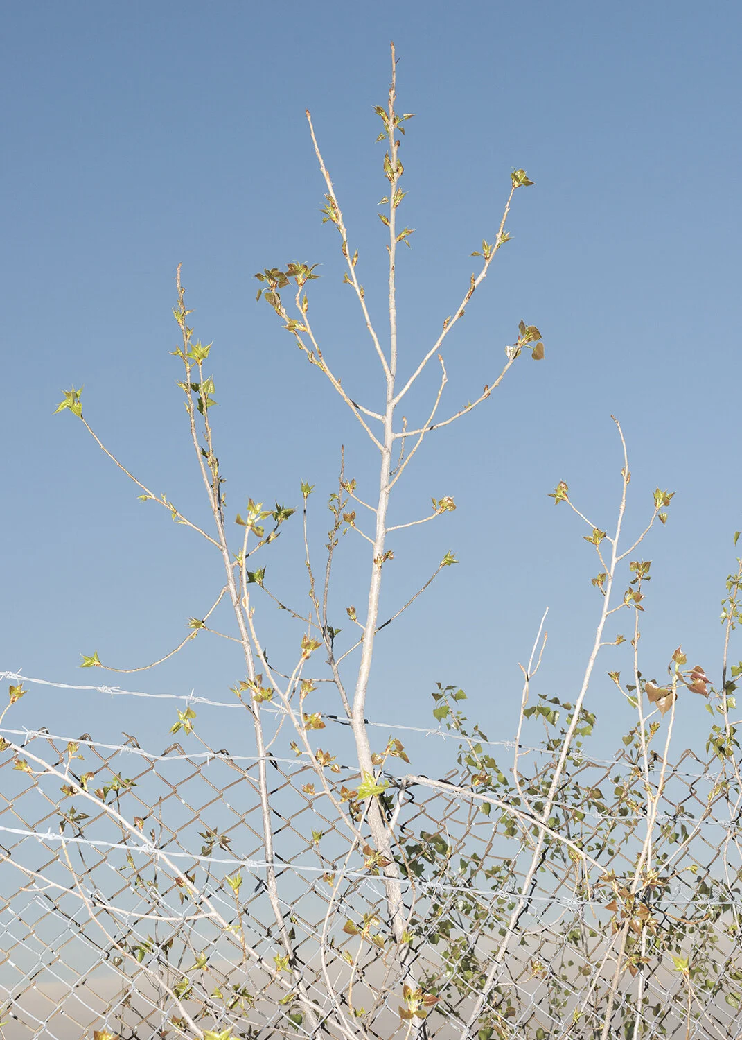 fenceandleaves_flash_4_aviary.jpg