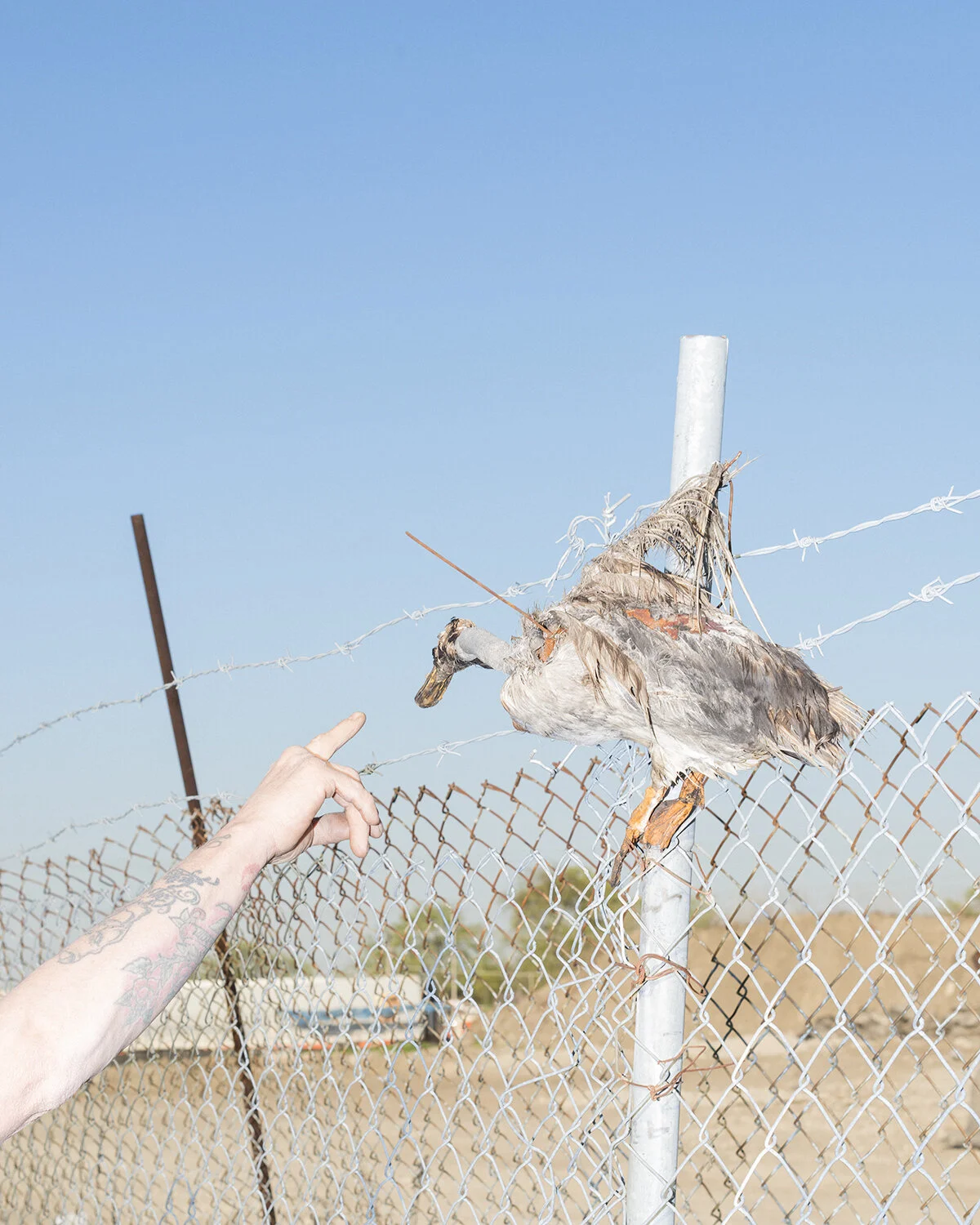 handpointingatduck_aviary.jpg